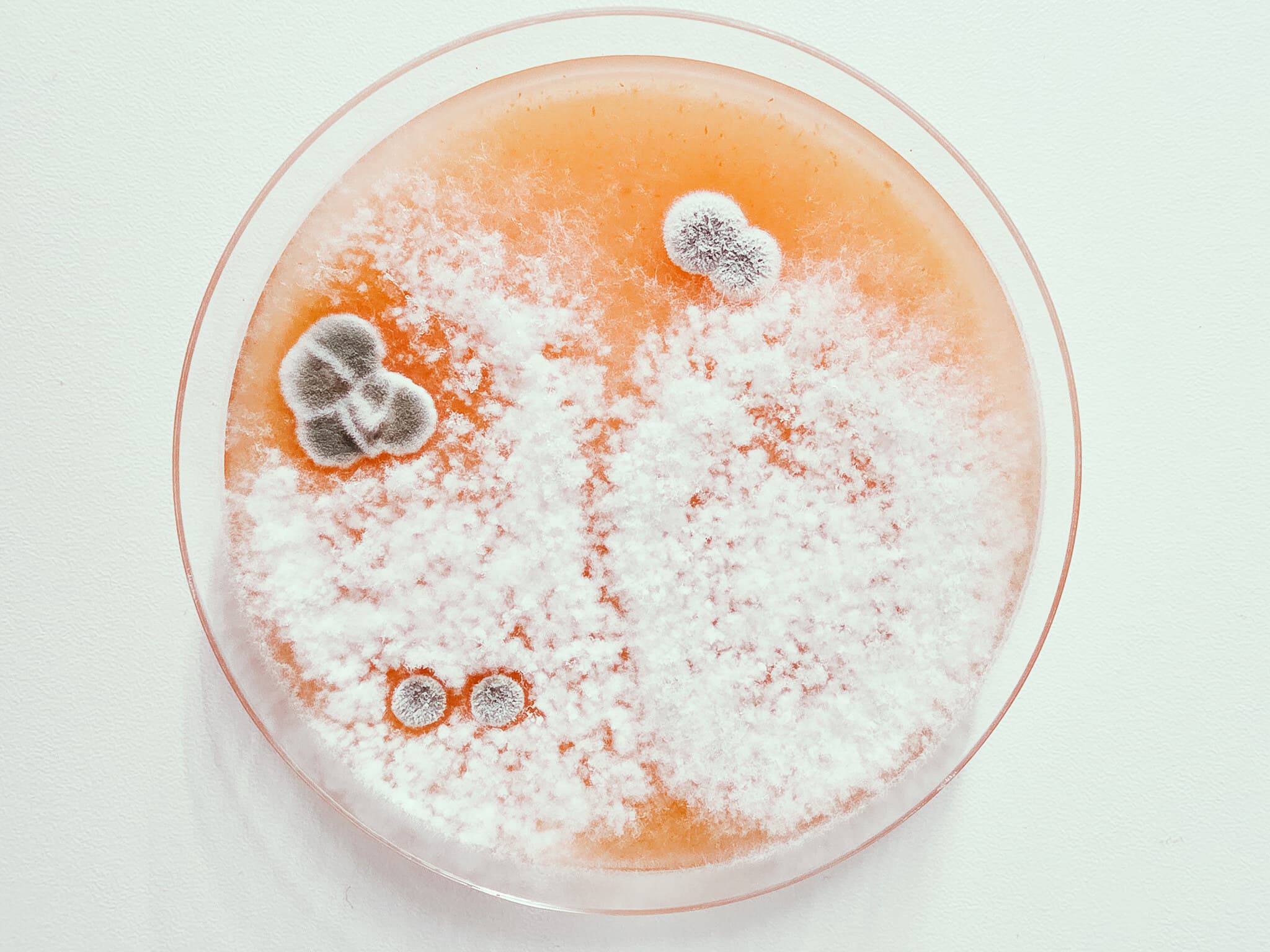 A petri dish culture of beneficial fungi in the Functional Soils lab